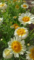Obraz premium Chrysanthemum coronarium