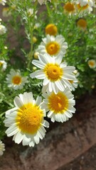 Obraz premium Chrysanthemum coronarium