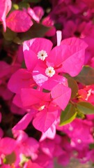 Bougainvillea