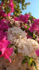 Bougainvillea