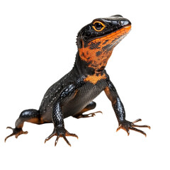 Fototapeta premium Vibrant Lizard with Striking Colors Against Black Background