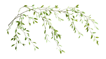 Weeping willow branch with lush green leaves on transparent background