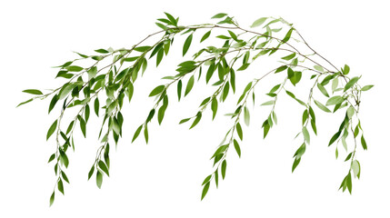 Willow branches with green leaves hanging down on transparent background