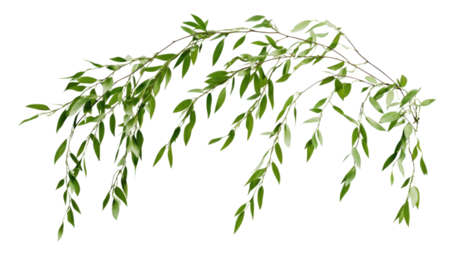 Willow branches with green leaves hanging down on transparent background