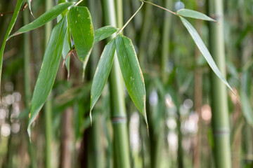 Bamboo branch in bamboo forest, beautiful green nature background