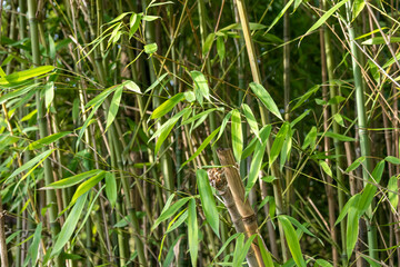 Bamboo branch in bamboo forest, beautiful green nature background