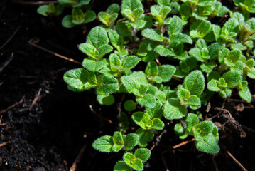 Young oregano seedlings with delicate leaves thriving in nutrient-rich dark soil.