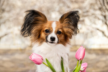 Red Chihuahua Papillon Toy Spaniel with Pink Tulips. Spring Photoshoot