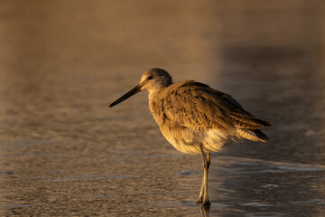 Willet in dawn golden hour light