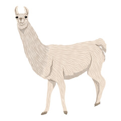 Fototapeta premium Beige Llama. Animals of South America. Realistic vector mammal