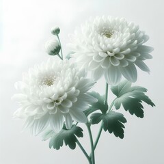 white chrysanthemum flower