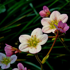 Steinbrech mit KI erstellt