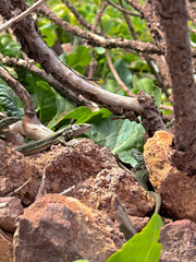 Camouflaged Lizard Among Rocks and Branches