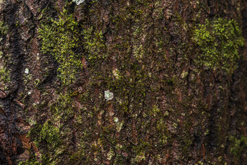 Relief texture of old brown tree bark with moss and lichen.