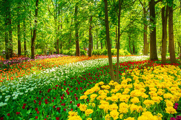Multicolored tulips are blooming in the park. Annual Tulip Festival in St. Petersburg.