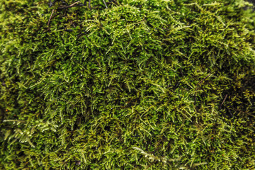 Relief texture of green moss, top view.