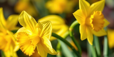 Obraz premium Vibrant daffodil, sunny yellow petals, green stem, macro, petals