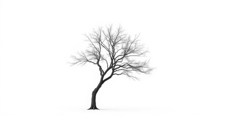 Obraz premium A solitary tree stands against a pure white backdrop, branches reaching skyward, forest, single tree
