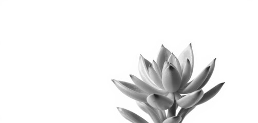 Obraz premium A vibrant green succulent plant, isolated on pure white, detail, bright