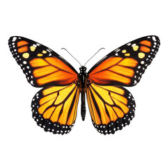 Fototapeta premium Stunning Monarch Butterfly, Orange and Black Beauty