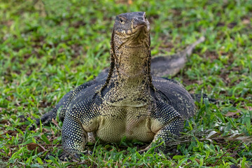 Closeup of asian Water Monitor lizard (Varanus salvator) in Lumphini Park, downtown Bangkok. Green grass in the background. 
