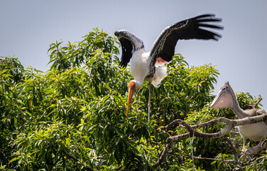 Painted stork holding leaves in it's beak with wings spread and ready to fly