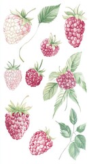 Watercolor Raspberries and Berries: A Vibrant Collection of Summertime Fruits