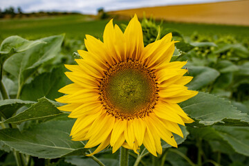 Naklejka premium GIRASOL