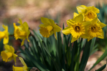 スイセン、みね山花まつり（東那須野公園）