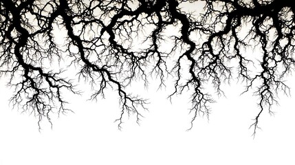 Fototapeta premium Dark tree branches silhouetted against a bright white background