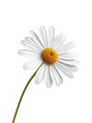 Fototapeta premium Delicate chamomile flower, petals fully open, isolated on pure white background, tea, organic, picture