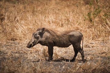 Common warthog walking in tarangire national park, tanzania