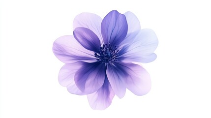 Obraz premium Delicate Purple Flower in Full Bloom