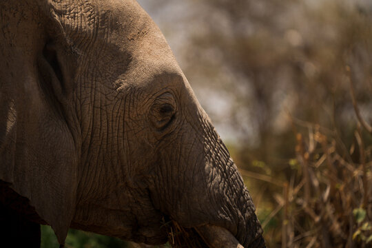Elephant eating grass in tarangire national park, tanzania - Powered by Adobe