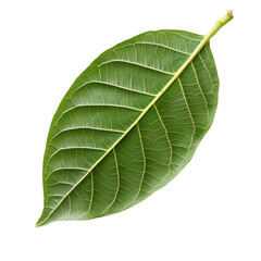 Obraz premium Close-up View of a Vibrant Green Leaf