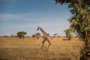 Giraffe running in the tarangire national park, tanzania