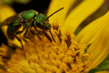 Green bee on yellow flower gathering pollen
