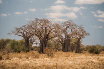 Baobab trees dominating the landscape of tarangire national park, tanzania