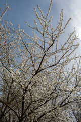 Close up of spring flowering cherry tree branch