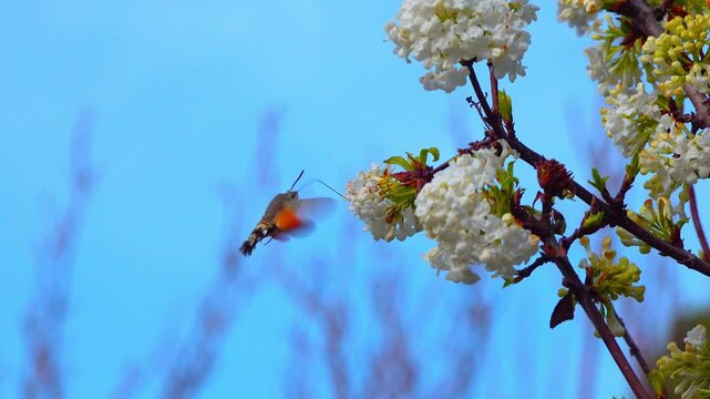 The hummingbird hawk-moth - Macroglossum stellatarum, butterfly of the hawk moth family collects nectar on a blooming viburnum in early spring in the garden, Ukraine
