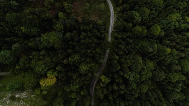 Birdeyview topdown flying along an empty lonely road through the middle of a needle fir forrest revealing lake Alpsee and mountain scenery in bavaria germany