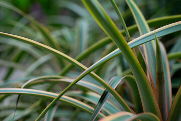 Stunning macro shot of a vibrant green leaves