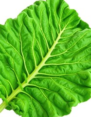 Fototapeta premium Single vibrant kale leaf, crisp and green against pure white, natural, springtime, botany