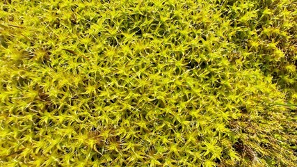 Moss Texture in Forest, Wild Nature Scene Presenting a Detailed View of Green Moss Spreading Across the Forest Ground, Emphasizing Rich Organic and Untouched Eco Beauty, Selective focus 