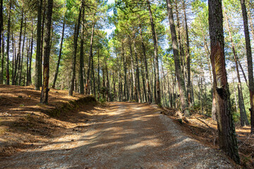 Recreation area el Robledal, start of hiking trail to peak Maroma, Sierra Tejeda Natural Park, Spain