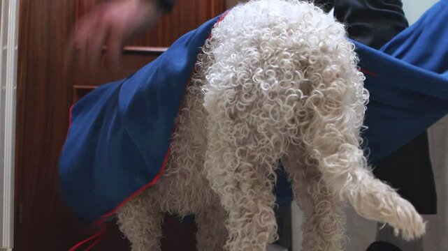 Lagotto romagnolo dog drying and shaking after bath