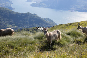 Group of goats.
Goats grazing in a mountain meadow with in the background the Como Lake.