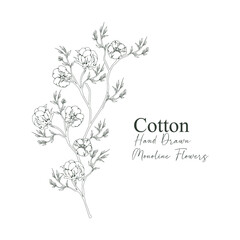 monoline vector illustration cotton flower sketch negative space.