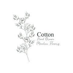 monoline vector illustration cotton flower sketch negative space.