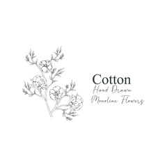 monoline vector illustration cotton flower sketch negative space.